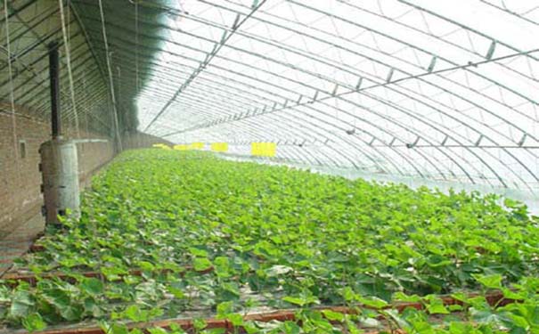 溫室大棚陽光板